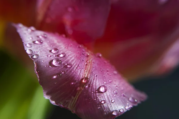 Gotas de agua sobre pétalo de tulipán rosa — Foto de Stock