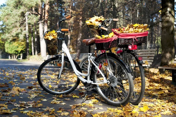 Twee fietsen in het najaar van park met gele boom laat — Stockfoto