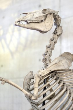 Horse skeleton. Bones clipart