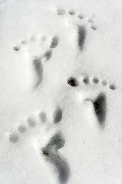 Pequena pegada na superfície da neve. Fecha a porta. Humor . — Fotografia de Stock