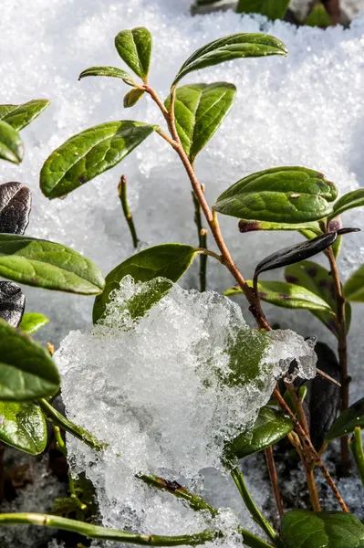 春の雪の中を発芽小さな緑のブッシュ. — ストック写真