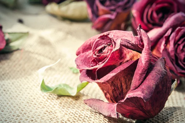 Dried old maroon rose bud with retro filter. Closeup. — Stock Photo, Image