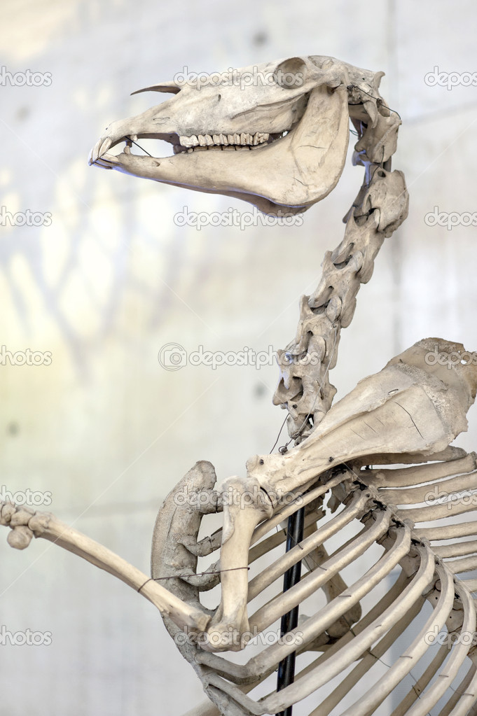 Horse skeleton. Bones