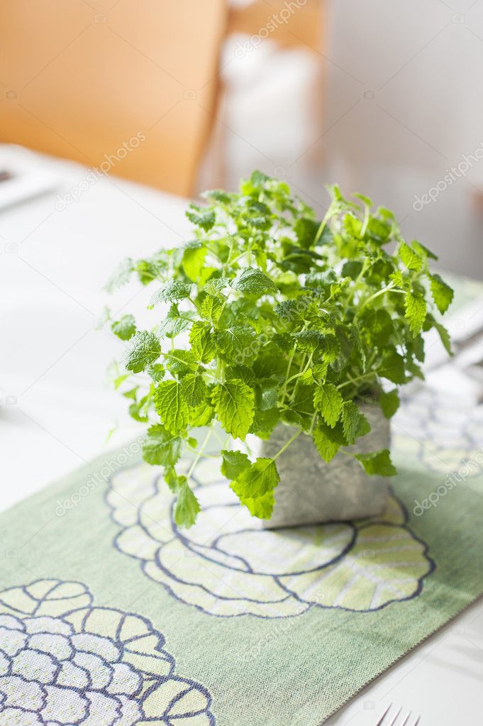 Decorative stone pot with green mint on table
