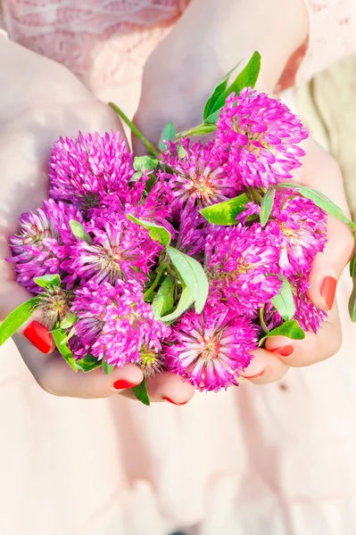 Many wishes. Girl hands holding meadow clover or trefoil bunch. — Stock Photo, Image
