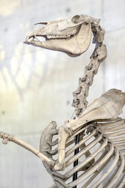Конский скелет. Кости — стоковое фото