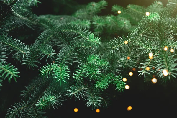 Padrão de belos ramos jovens de uma árvore de Natal. Fundo de Natal. — Fotografia de Stock