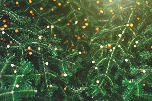 Padrão de belos ramos jovens de uma árvore de Natal. Fundo de Natal. — Fotografia de Stock