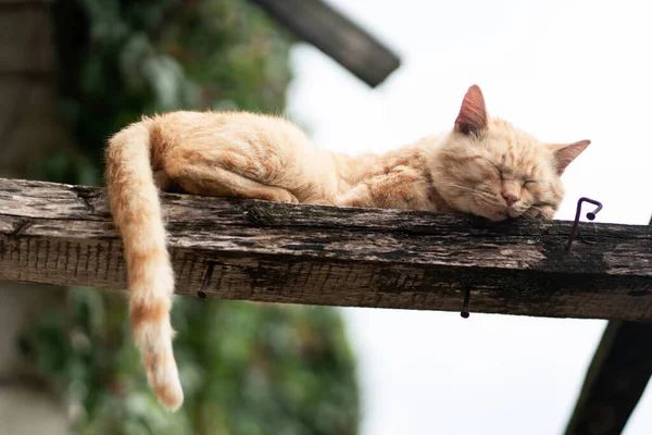Ginger chat dort sur un toit en bois. — Photo