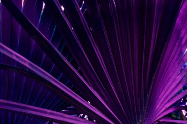 Tropikal yaprakların yaratıcı renkleri, moda menekşeler ve pembeler. Doğa konsepti