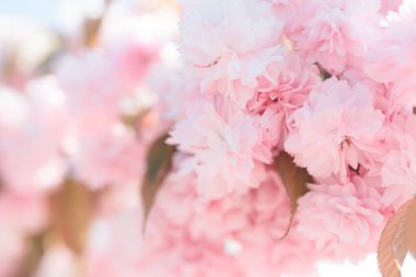 Bulanık arka plan, güzel çiçek arkaplanı. Bahar sakura çiçekleri.