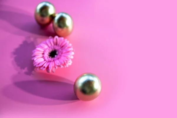 Złote Kolorowe Pisanki Gerbera Stokrotka Kwiat Izolowany Różowym Tle Koloru — Zdjęcie stockowe