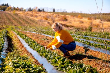Sürdürülebilir sebze çiftliğindeki bir kadın. Organik tarım