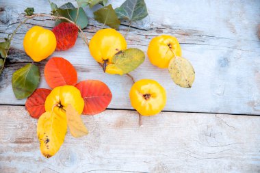 Sonbahar hasadı, seçici odaklanma