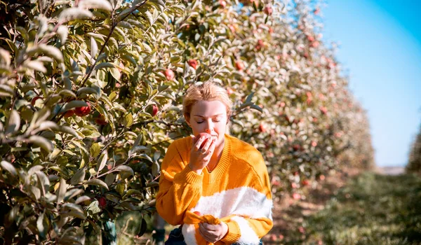 스웨터를 사과를 금발의 과수원에 유기농 과일을 곁들인 — 스톡 사진