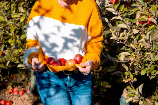 스웨터를 사과를 금발의 과수원에 유기농 과일을 곁들인 — 스톡 사진