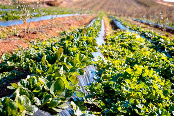 Plantas Verdes Que Crecen Campo —  Fotos de Stock