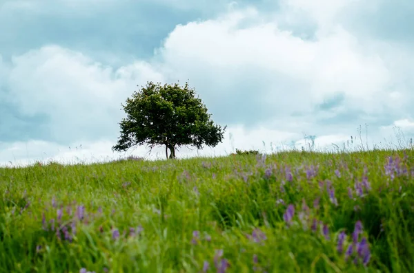 Mavi gökyüzü arka plan üzerinde yalnız ağaç