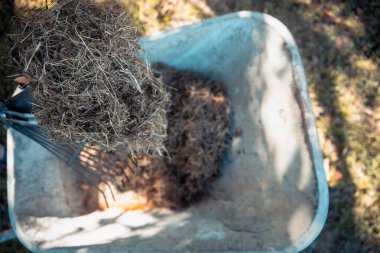 Bahçe işleri konsepti. Kadın bahçıvan gübre kutusu için kesilmiş çim kupürleri topluyor. Çimen faydaları için gübre gübresi. Garden 'ı temizliyorum. Çim Kırpma Küpleri Malç Olarak Kullanılıyor