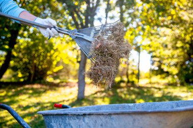 Bahçe işleri konsepti. Kadın bahçıvan gübre kutusu için kesilmiş çim kupürleri topluyor. Çimen faydaları için gübre gübresi. Garden 'ı temizliyorum. Çim Kırpma Küpleri Malç Olarak Kullanılıyor