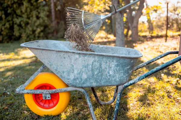 Bahçe işleri konsepti. Kadın bahçıvan gübre kutusu için kesilmiş çim kupürleri topluyor. Çimen faydaları için gübre gübresi. Garden 'ı temizliyorum. Çim Kırpma Küpleri Malç Olarak Kullanılıyor