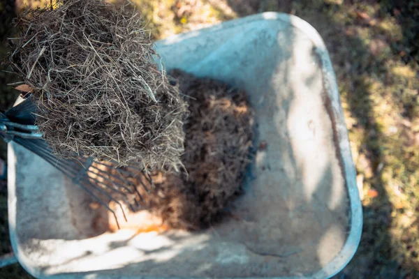 Bahçe işleri konsepti. Kadın bahçıvan gübre kutusu için kesilmiş çim kupürleri topluyor. Çimen faydaları için gübre gübresi. Garden 'ı temizliyorum. Çim Kırpma Küpleri Malç Olarak Kullanılıyor