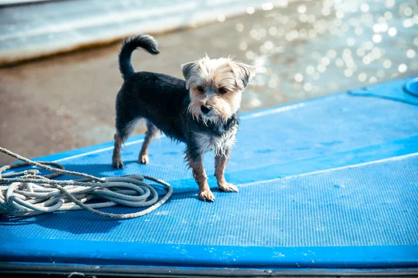夏日里 蓝船甲板上站着一只黑狗 它的头发湿透了 眼睛望着别处 享受着旅行的乐趣 — 图库照片