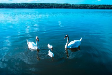 Gölde yüzen beyaz kuğu