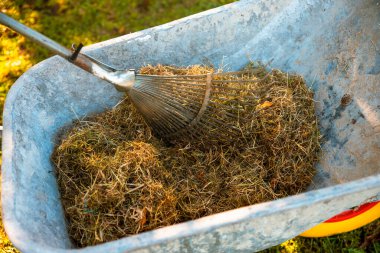 Bahçıvan bahçede tırmık kazıyor. 