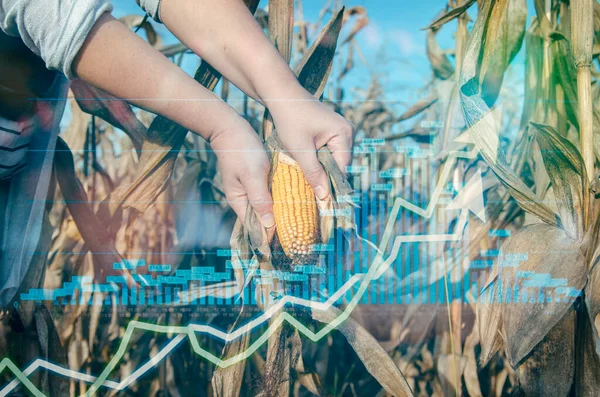 Dvojnásobná Expozice Ženské Ruky Držící Kukuřici Zemědělské Farmě Rostoucí Analýzou — Stock fotografie