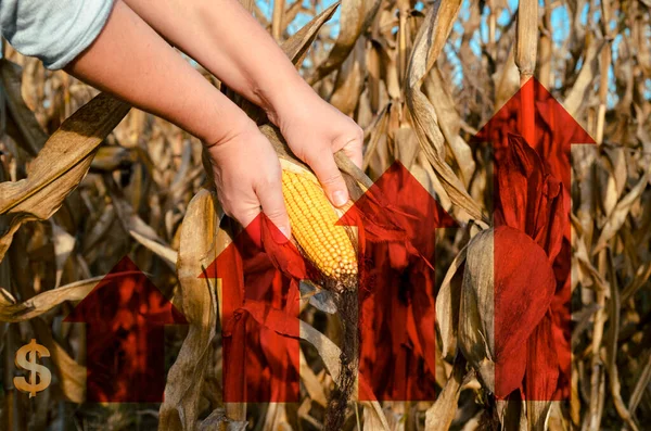 Dvojnásobná Expozice Ženské Ruky Držící Kukuřici Zemědělské Farmě Rostoucí Analýzou — Stock fotografie