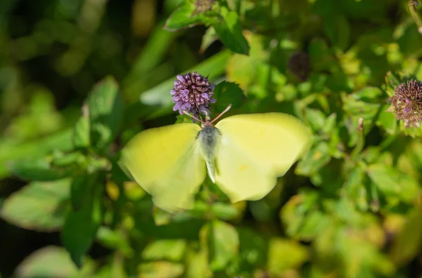 Grüner Schmetterling Fliegt Spätsommer Auf Violette Blume — Stockfoto