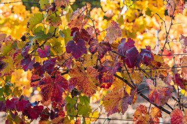 Üzüm bağı sonbahar yaprakları arkaplanı