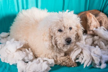 Suçlu köpek evdeki yastığı yok etti. Kahverengi kaniş bir yastığın kalıntıları arasında oturur.
