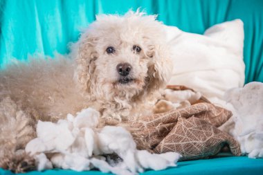 Suçlu köpek evdeki yastığı yok etti. Kahverengi kaniş bir yastığın kalıntıları arasında oturur.