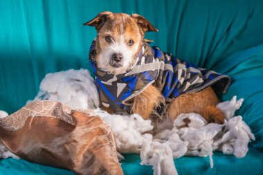 Suçlu köpek evdeki yastığı yok etti. Kahverengi kaniş bir yastığın kalıntıları arasında oturur.