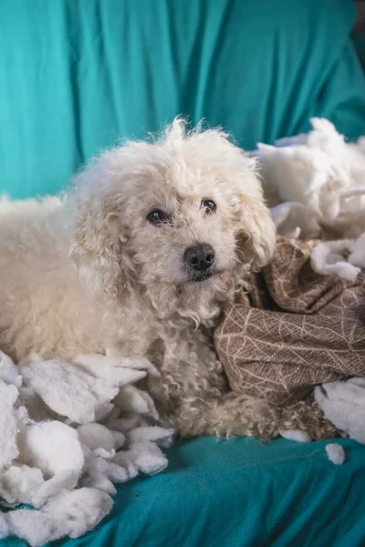 Guilty Dog Destroyed Pillow Home Brown Poodle Sits Remains Pillow — Stock Photo, Image