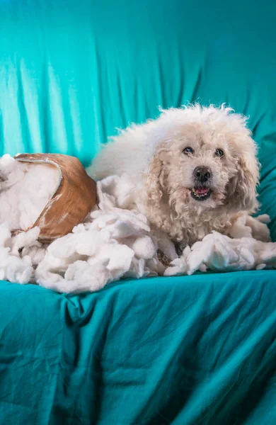 The guilty dog destroyed the pillow at home. brown poodle sits among the remains of a pillow