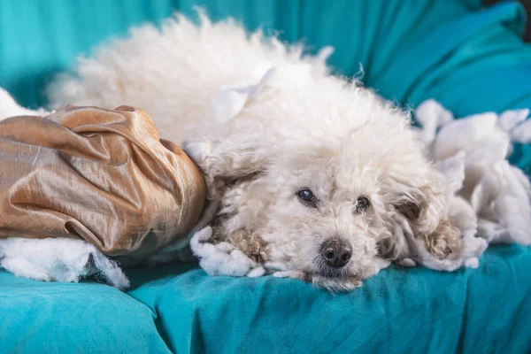 Guilty Dog Destroyed Pillow Home Brown Poodle Sits Remains Pillow — Stock Photo, Image