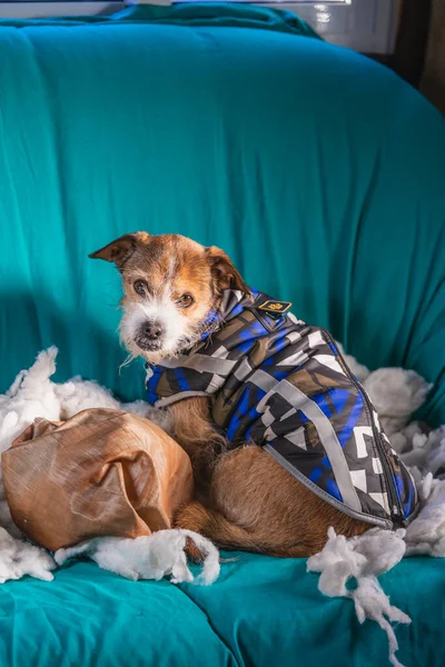 Suçlu Köpek Evdeki Yastığı Yok Etti Kahverengi Kaniş Bir Yastığın Stok Resim