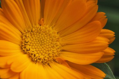 Turuncu gerbera çitleri sarı ve turuncu arkaplanlı kasten son derece sığ alan derinliğinde çekiliyor..