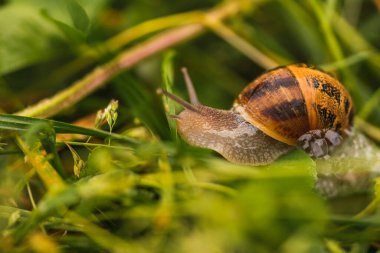 Çakıl taşı üzerinde salyangoz baharda yürüyüş rüyası, makro fotoğraf