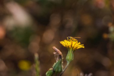 Yeşil doğanın mücevher hata