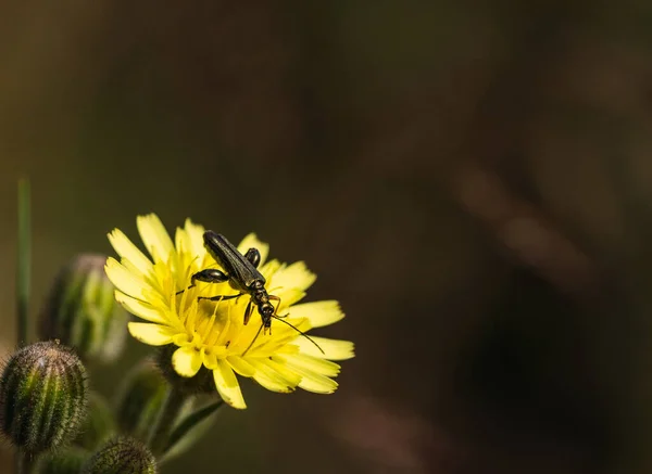 Bild Insekt Auf Gelben Flowers Insect Auf Blütenpollen Mit Leerzeichen — Stockfoto