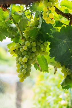 White grapes hanging on vines ready for harvest in September