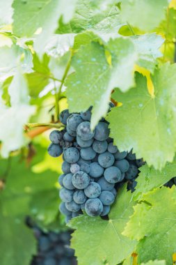 Red grapes hanging on vines ready for harvest in September