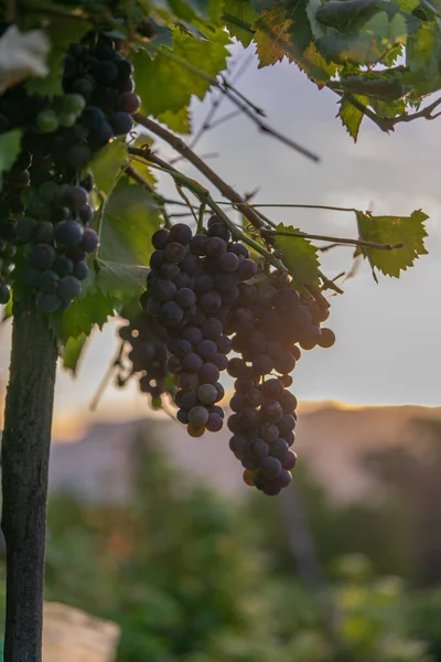 Red Grapes Hanging Vines Ready Harvest September — Foto Stock