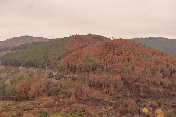 Forest burned after the forest fires in the mountains, at the beginning of August The pine forest has been completely burned.