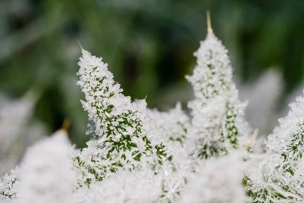 Gräs Täckt Med Frost Den Första Hösten Frost Abstrakt Naturlig — Stockfoto