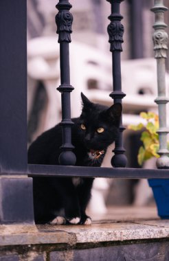 İspanya 'nın arka bahçesindeki parmaklıklar arasındaki siyah kediye yaklaş.